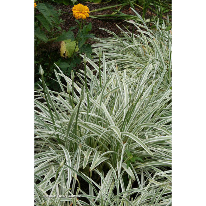Agapanthus Silver Moon® Notfred