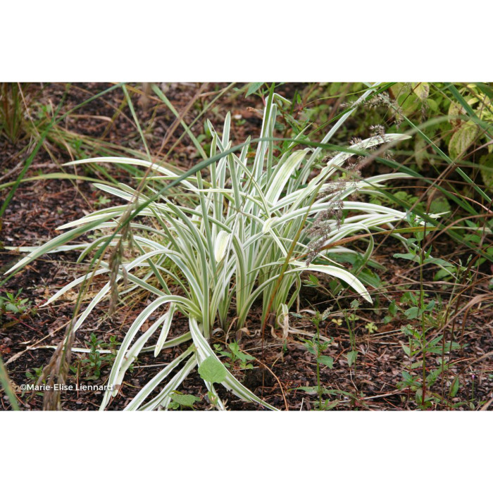 Agapanthus Silver Moon® Notfred