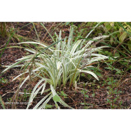 Agapanthus Silver Moon® Notfred