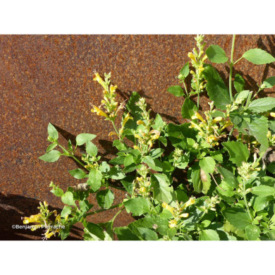 Agastache 'Apricot Sprite'