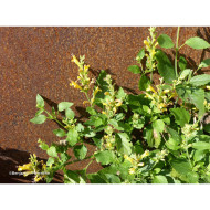 Agastache 'Apricot Sprite'