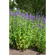 Agastache 'Black Adder'
