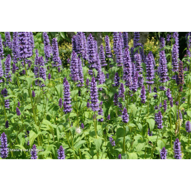 Agastache 'Black Adder'