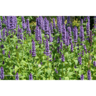 Agastache 'Black Adder'