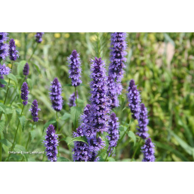 Agastache 'Black Adder'