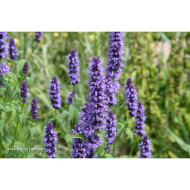 Agastache 'Black Adder'