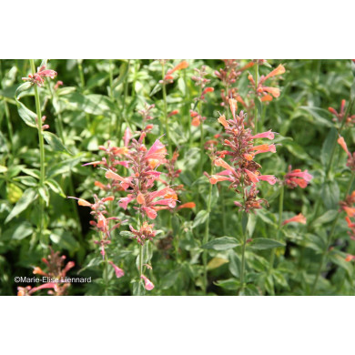 Agastache 'Kolibri'
