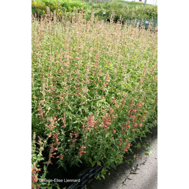 Agastache 'Kolibri'