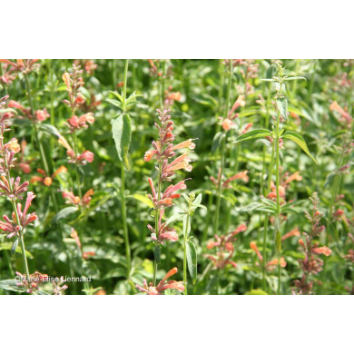 Agastache 'Kolibri'