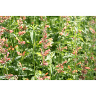 Agastache 'Kolibri'
