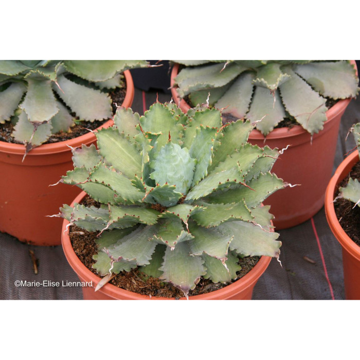 Agave 'Cameron Blue'