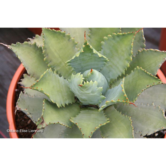 Agave 'Cameron Blue'