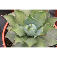 Agave 'Cameron Blue'