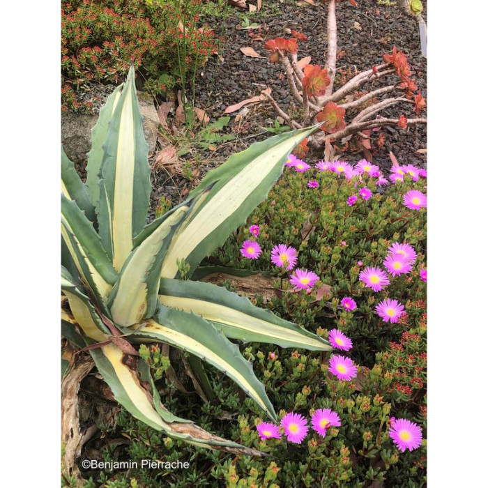 Agave americana Mediopicta Alba