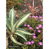 Agave americana Mediopicta Alba