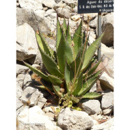 Agave desertii