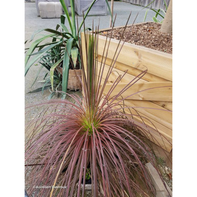 Agave geminiflora