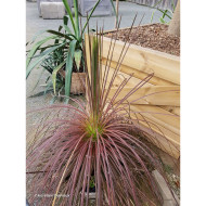 Agave geminiflora