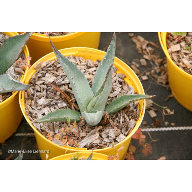 Agave pintilla
