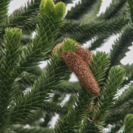 Araucaria araucana