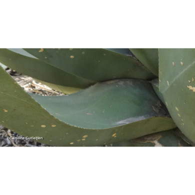 Agave salmiana