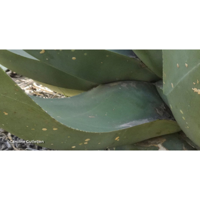 Agave salmiana