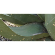 Agave salmiana