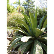 Agave salmiana