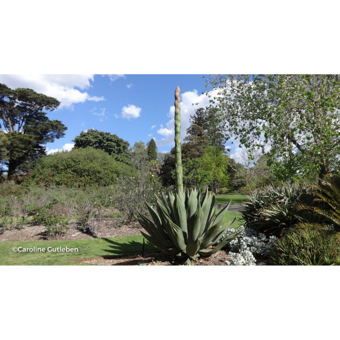 Agave salmiana