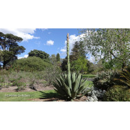 Agave salmiana