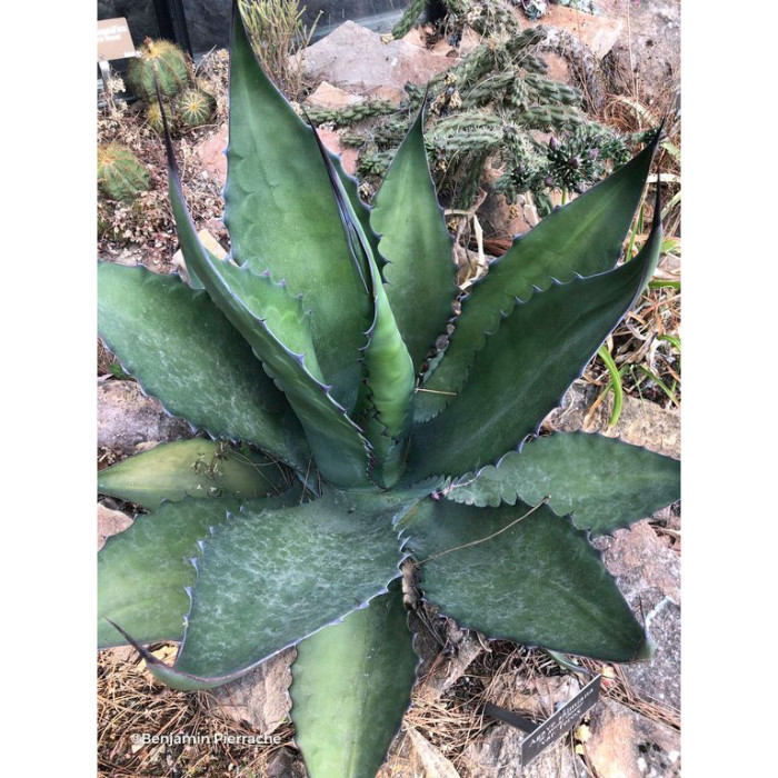 Agave ferox