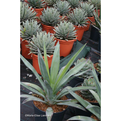 Agave sisalana