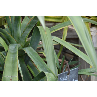Agave sisalana