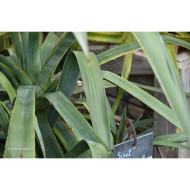 Agave sisalana