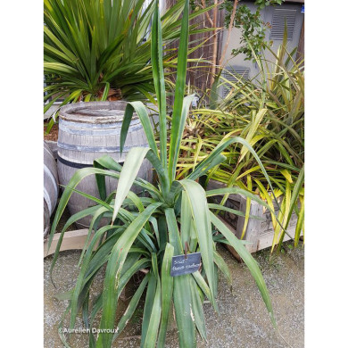 Agave sisalana