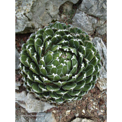 Agave victoriae-reginae