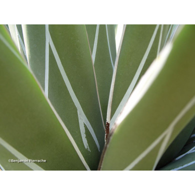 Agave victoriae-reginae