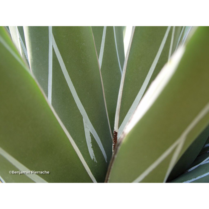 Agave victoriae-reginae