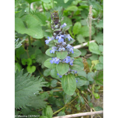 Ajuga reptans