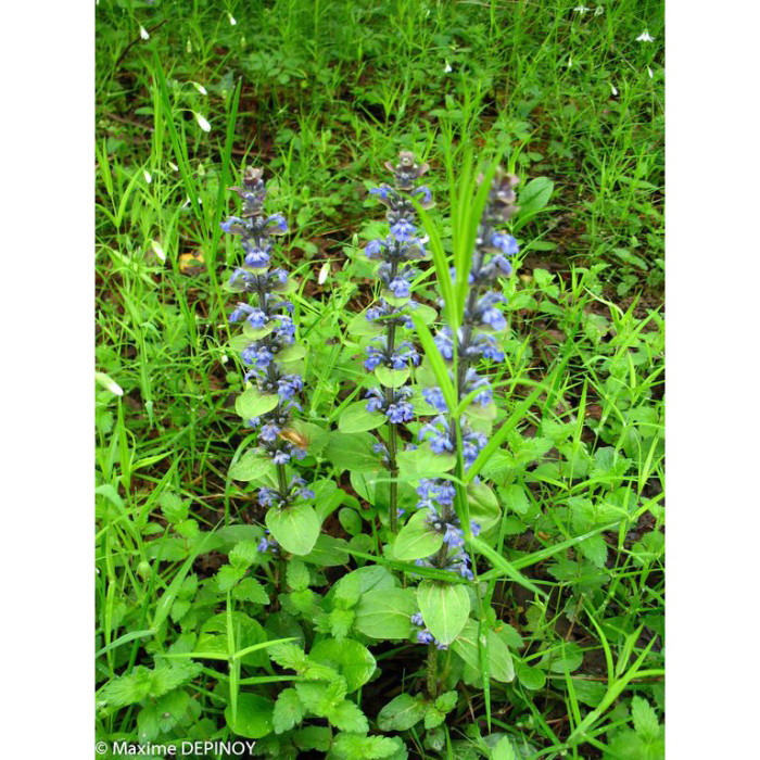 Ajuga reptans