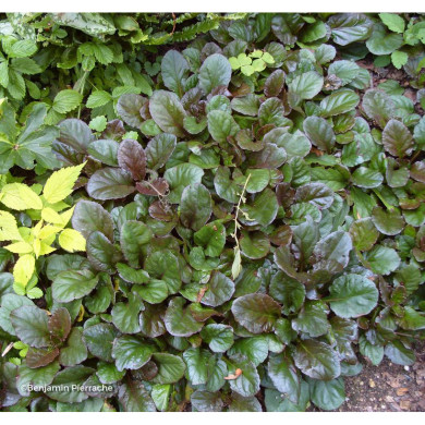 Ajuga reptans 'Atropurpurea'