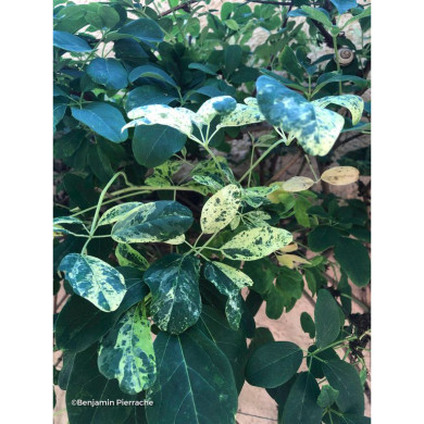 Akebia quinata 'Variegata'