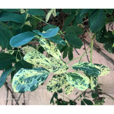 Akebia quinata 'Variegata'