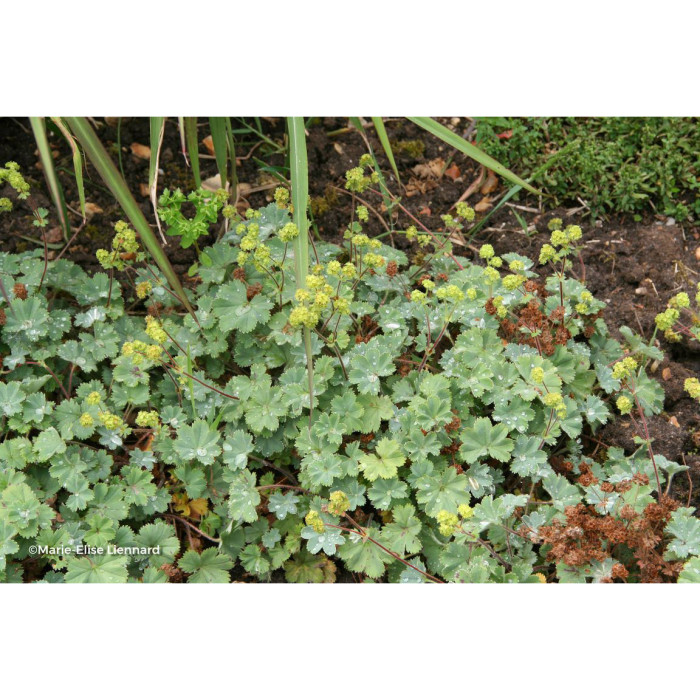 Alchemilla erythropoda