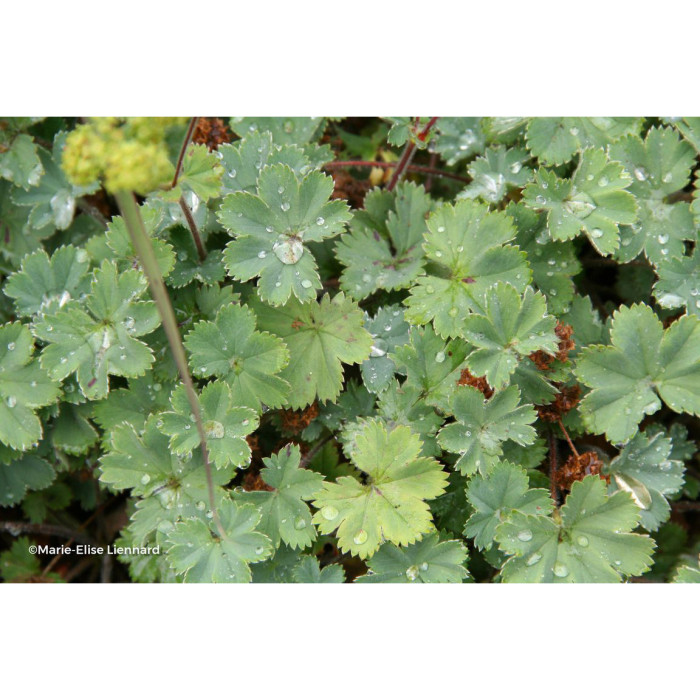 Alchemilla erythropoda