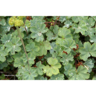 Alchemilla erythropoda