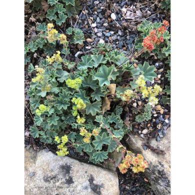 Alchemilla erythropoda