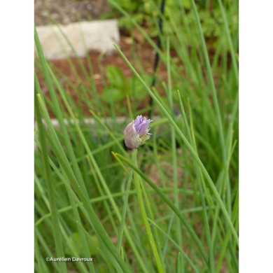 Allium schoenoprasum