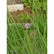 Allium schoenoprasum