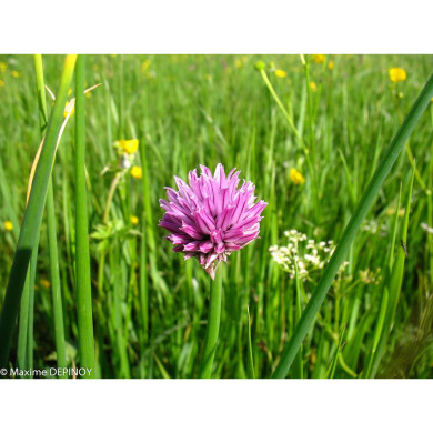 Allium schoenoprasum